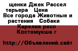 щенки Джек Рассел терьера › Цена ­ 27 000 - Все города Животные и растения » Собаки   . Карелия респ.,Костомукша г.